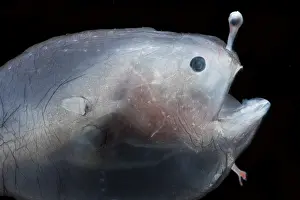 Larvae Prints: Larval female anglerfish, Linophrynidae