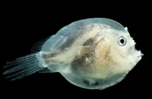 Stage Prints: Larval female anglerfish, Melanocetidae