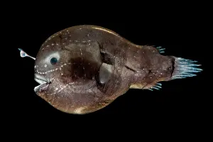 Stage Prints: Larval female anglerfish, Oneirodidae