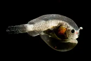Stage Prints: Larval female anglerfish, Oneirodidae