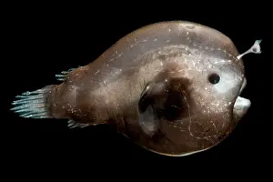 Stage Prints: Larval female anglerfish, Oneirodidae