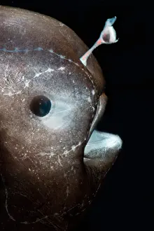 Stage Prints: Larval female anglerfish, Oneirodidae