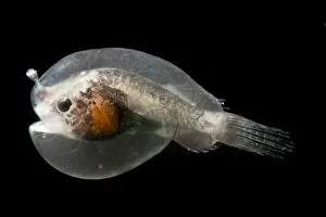 Stage Prints: Larval female anglerfish, Oneirodidae
