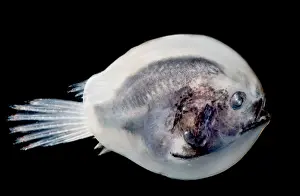 Stage Prints: Larval female anglerfish, Oneirodidae