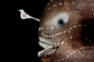 Stage Prints: Larval female anglerfish, Oneirodidae