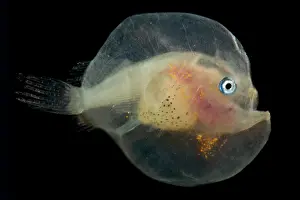 Stage Prints: Larval female anglerfish, Oneirodidae