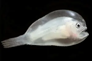 Immature Prints: Larval female anglerfishes, Linophrynidae