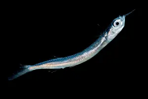 Weed Prints: Larval fish
