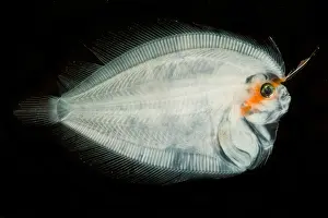 Form Prints: Larval Flatfish collected in trawl