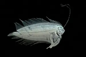 Form Prints: Larval Flatfish collected in trawl