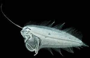 Larval Flounder