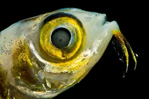 Flying Prints: Larval Flying Fish collected in trawl