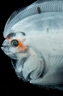 Form Prints: Larval Left Eye Flounder (Bothus sp.)