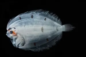 Form Prints: Larval Left Eye Flounder (Bothus sp.)