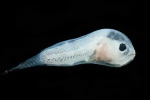 Form Prints: Larval Leftvent, Linophrynidae