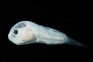 Form Prints: Larval Leftvent, Linophrynidae