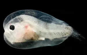 Form Prints: Larval Leftvent, Linophrynidae