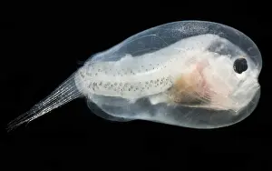 Larval Leftvent, Linophrynidae