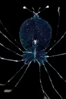 Community Prints: Larval Lobster