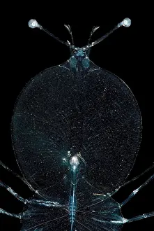 Arthropod Prints: Larval Lobster