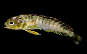 Weed Prints: Larval Mahi-Mahi