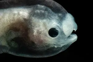 Fish Prints: Larval Male Anglerfish