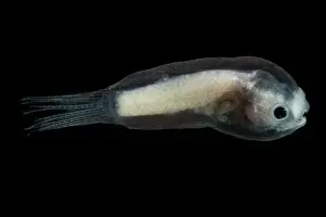 Predator Prints: Larval Male Anglerfish