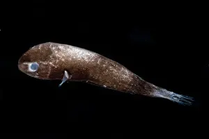 Form Prints: Larval male Leftvent, Linophrynidae