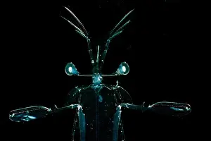 Stage Prints: Larval Mantis Shrimp (Stomatopoda sp.)