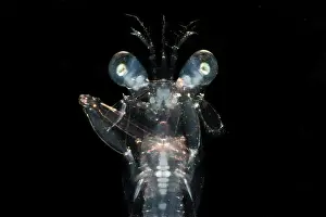 Predatory Prints: Larval Mantis Shrimp (Stomatopoda sp.)