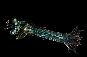 Predatory Prints: Larval Mantis Shrimp (Stomatopoda sp.)