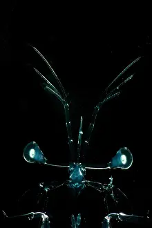 Predatory Prints: Larval Mantis Shrimp (Stomatopoda sp.)