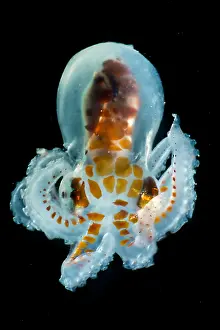 Straits Prints: Larval Octopod, trawled from Florida Straits