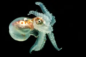 Cephalopod Prints: Larval Octopod, trawled from Florida Straits