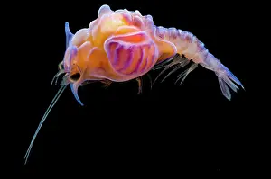 Larval prawn, Cerataspis monstruosus