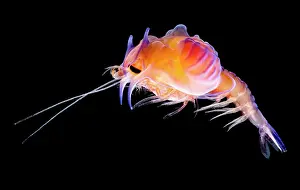 Bathydemersal Prints: Larval prawn, Cerataspis monstruosus