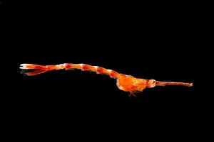Orange Prints: Larval Shrimp