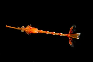 Larval Shrimp