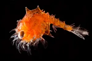 Arthropod Prints: Larval Shrimp, mysis stage