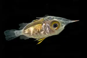 Form Prints: Larval Squirrelfish (family Holocentridae)