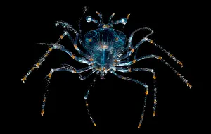 Stage Prints: Larval stage of Lobster