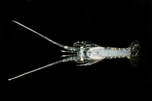 Stage Prints: Larval stage of Lobster
