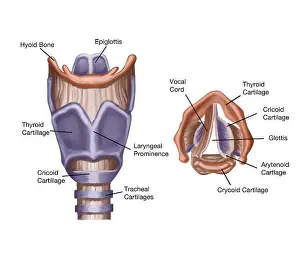 System Prints: Larynx Anatomy, Labeled Medical Illustration