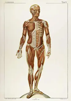 Muscular Prints: Laskowski, 'Anatomie du Corps Humain', 1894
