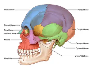 System Prints: Lateral Skull, Illustration