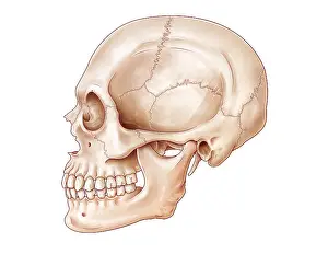 Jaws Prints: Lateral Skull, Illustration