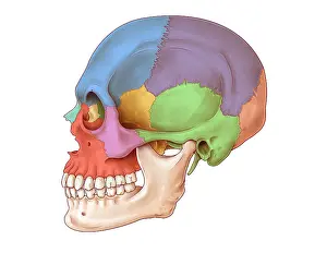 Lateral Skull, Illustration