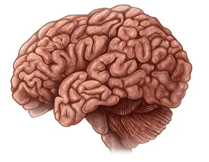Lateral Prints: Lateral View of the Brain
