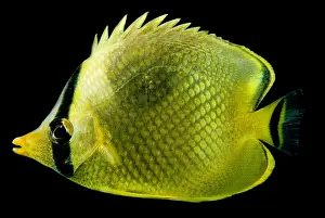 East Prints: Latticed Butterflyfish