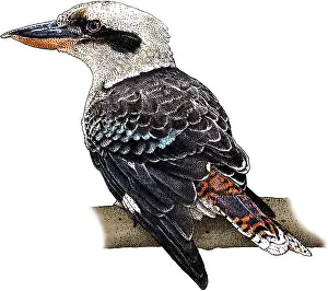 Kingfisher Prints: Laughing Kookaburra